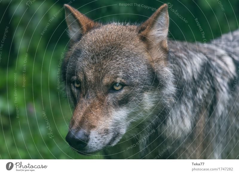 Wolf #1 Stil Umwelt Natur Landschaft Pflanze Tier Wildtier Tiergesicht Zoo Gefühle Kraft Farbfoto Außenaufnahme Menschenleer Tierporträt