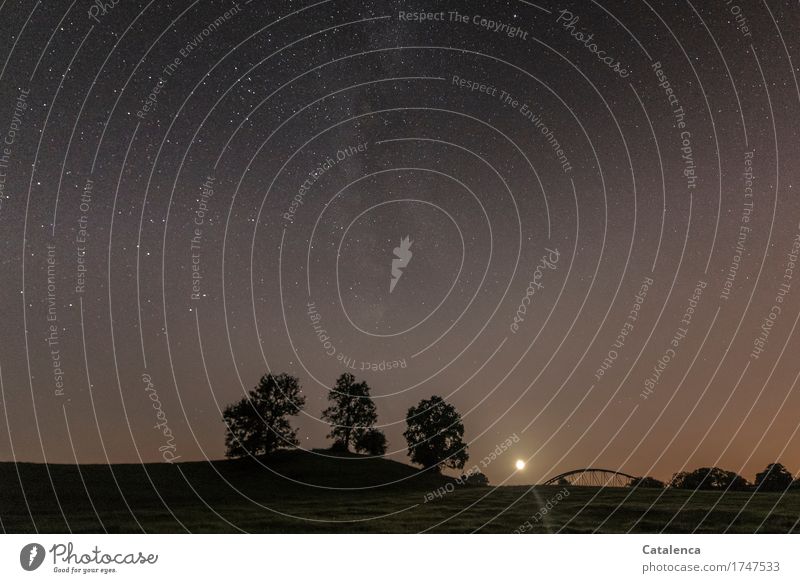 Nachthimmel mit Milchstraße, am Horizont geht der Vollmond unter, die Silhouette einer Baumgruppe zeichnet sich ab Landschaft Pflanze Wolkenloser Himmel Stern