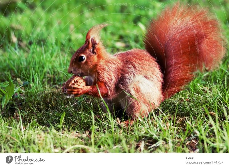 Fingerfood Nuss Walnuss Umwelt Natur Pflanze Tier Gras Wiese Fell Wildtier Eichhörnchen 1 Fressen füttern niedlich schön grün rot Tierliebe Nagetiere sitzen