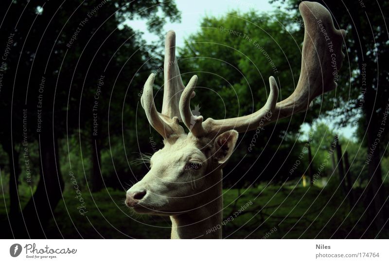 Hirsch in weiß Farbfoto Außenaufnahme Textfreiraum links Textfreiraum rechts Tag Schatten Zentralperspektive Wegsehen Umwelt Natur Tier Zoo 1 genießen kämpfen