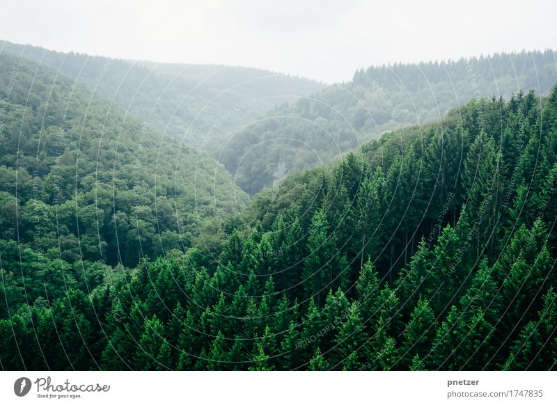 Dunkelwald Wohlgefühl Ferien & Urlaub & Reisen Tourismus Ausflug Abenteuer Ferne Freiheit Berge u. Gebirge wandern Umwelt Natur Landschaft Klima Wetter Pflanze