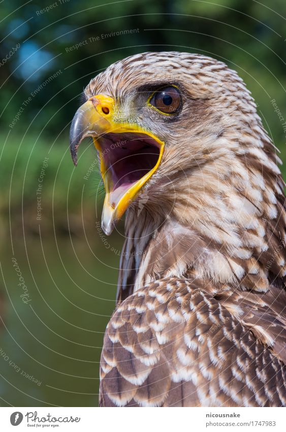 Gelbschnabeldrachen schön Freiheit Natur Tier Vogel dunkel frei natürlich wild blau braun gelb gold grün schwarz weiß Farbe Adler Mailand Bussard Harris