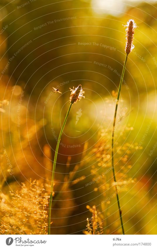 ***** 50 ***** Farbfoto Außenaufnahme Abend Licht Sonnenlicht Sonnenstrahlen Gegenlicht Safari Expedition Sommer Umwelt Natur Landschaft Pflanze Tier