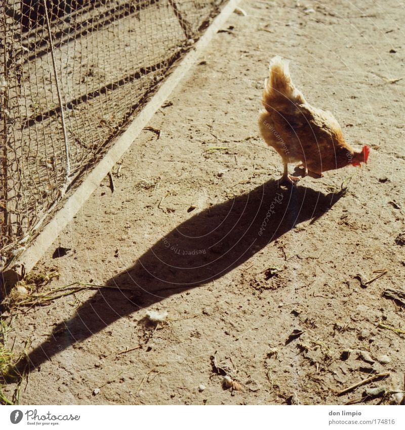 hahnperspektive Außenaufnahme Nahaufnahme Totale Lebensmittel Ernährung Bioprodukte Tier Nutztier Vogel Haushuhn 1 füttern braun Vogelgrippe gefiedert Hof