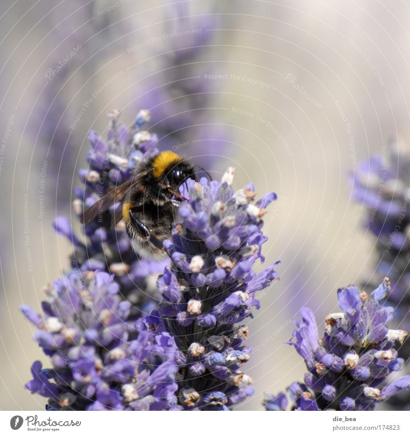 Pummel-Hummel Farbfoto Außenaufnahme Tag Tierporträt Natur Pflanze Sommer 1 fliegen Fressen verblüht violett Lavendel