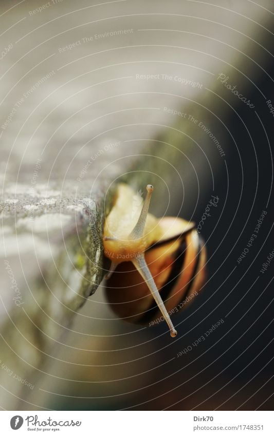 Am Abgrund. Klettern Bergsteigen Flechten Terrasse Garten Gartentisch Tischkante Tier Schnecke Hainbänderschnecke Gartenbänderschnecke Stielauge Weichtier