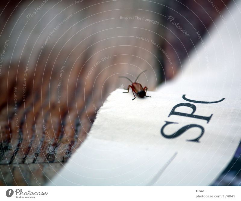 Ausguck Käfer Zeitung Tisch braun Rand Kante sitzen warten Schatten Buchstaben wellig Faser Vordergrund Hintergrundbild weiß informieren Titel Kategorie Papier