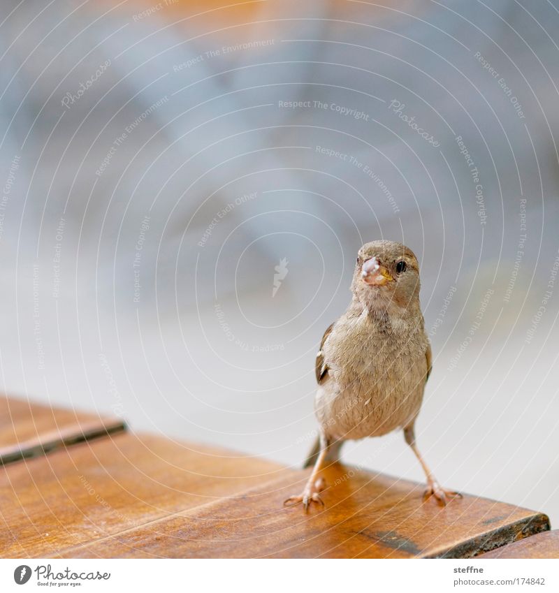 Ein Spatz vor der Linse ist besser als ne taube Nuss Farbfoto Außenaufnahme Nahaufnahme Textfreiraum oben Tag Schwache Tiefenschärfe Tierporträt