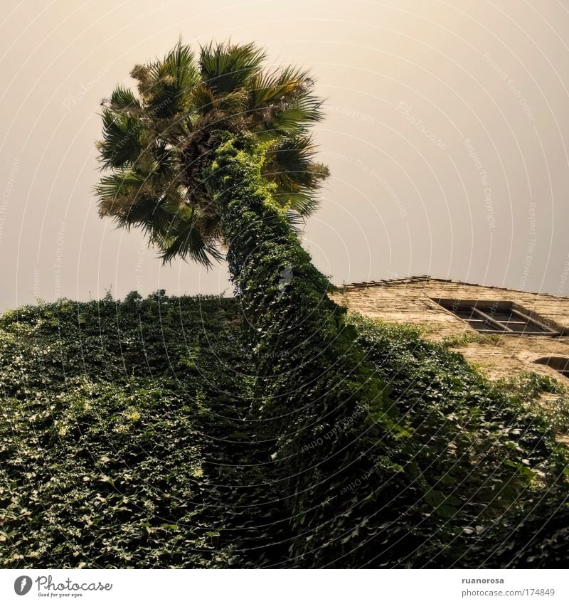 Farbfoto Außenaufnahme Menschenleer Tag Froschperspektive Himmel Wolkenloser Himmel Pflanze Baum Grünpflanze Garten alt Palme Efeu Haus Fenster grün Blattgrün