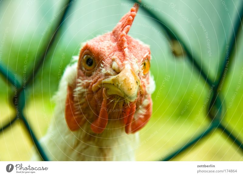 Huhn Landwirtschaft Ausflug Bauernhof Hühnervögel Geflügelfarm Haushuhn pfanzen Tier Ferien & Urlaub & Reisen Zaun Maschendrahtzaun Auge Blick Perspektive