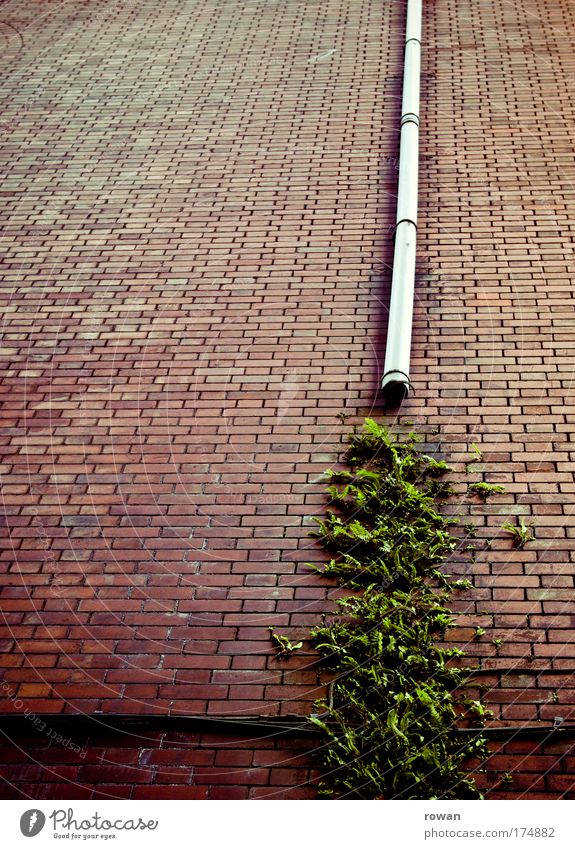 fassadenbegrünung Farbfoto Außenaufnahme Menschenleer Textfreiraum links Tag Haus Bauwerk Gebäude Architektur Mauer Wand Fassade Wachstum kaputt Backstein