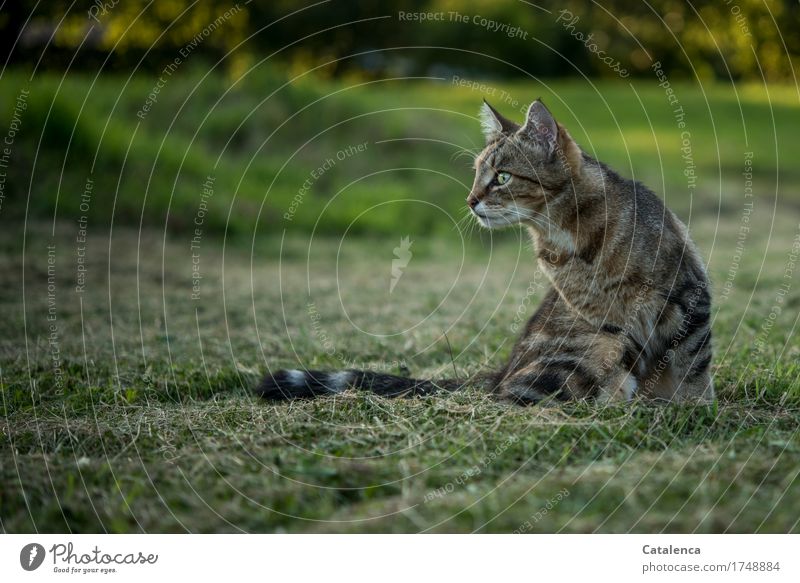 Da sehe ich doch was.. Katze im Gras der Wiese Natur Sommer Tier Haustier 1 beobachten Blick sitzen schön braun gelb grün schwarz Aufmerksamkei Konzentration