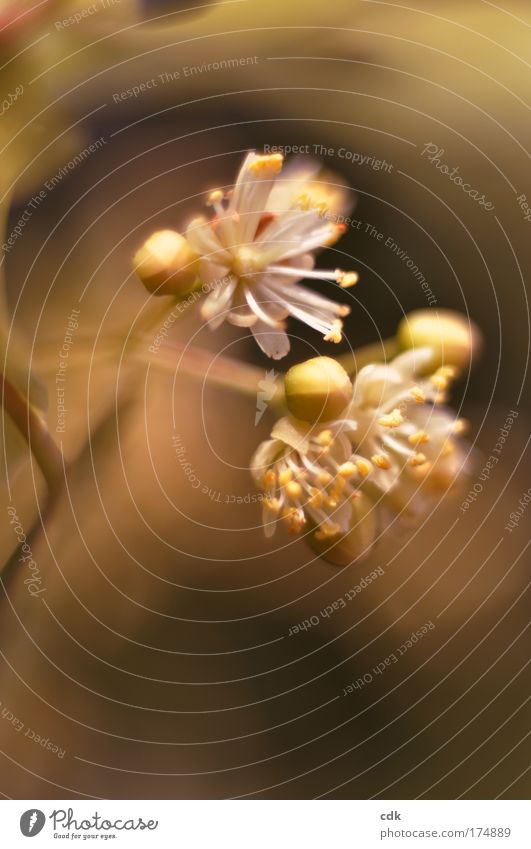 Lindenblüten l Farbfoto Außenaufnahme Nahaufnahme Makroaufnahme Menschenleer Textfreiraum unten Schwache Tiefenschärfe Natur Frühling Pflanze Baum Blüte Park