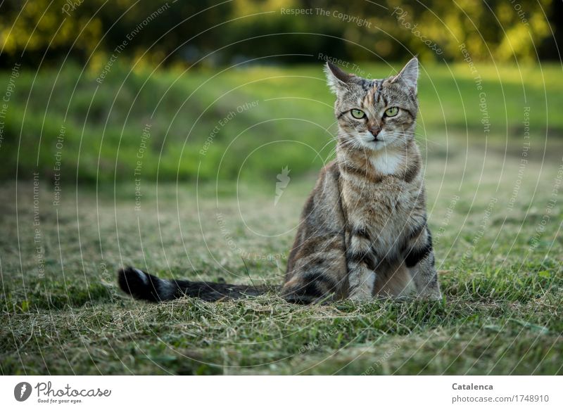 Katze auf gemähter Wiese Natur Tier Gras Haustier 1 beobachten sitzen schön braun gelb grün schwarz Freiheit unschuldig Farbfoto mehrfarbig Außenaufnahme