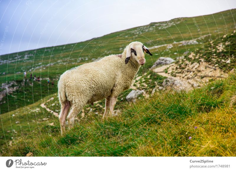 The lonely sheep Natur Landschaft Urelemente Himmel Sommer Wiese Feld Hügel Felsen Tier Nutztier Schaf 1 Blick stehen Südtirol Wolle Schafsbock Schafswolle Fell