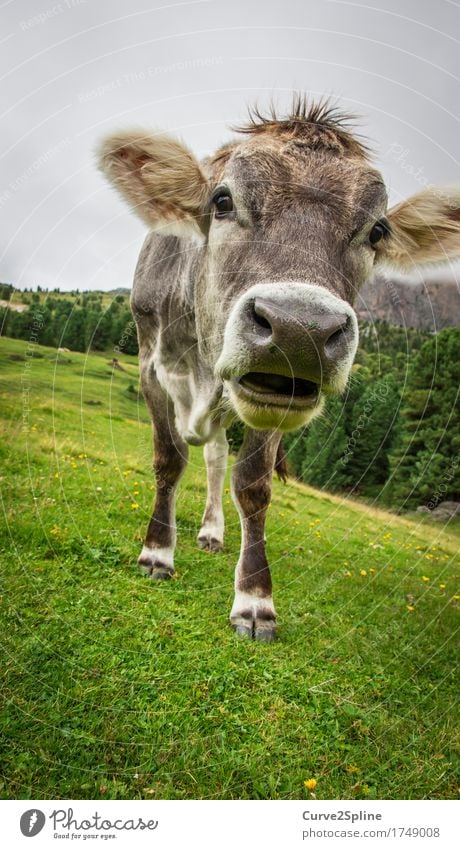 Muh Kuh Natur Wolken Nebel Wald Tier Nutztier stehen Alm muhen Wiederkäuer grün Bergwiese Südtirol Berge u. Gebirge Milch Schnauze grau Farbfoto Außenaufnahme