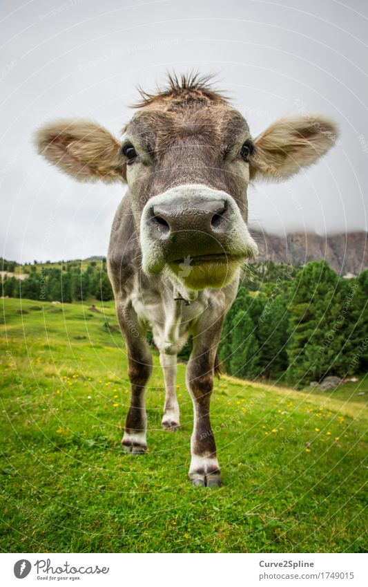 Muh Kuh Natur Wolken Sommer Nebel Wiese Feld Wald Hügel Felsen Alpen Berge u. Gebirge Tier Nutztier 1 stehen muhen Südtirol Schnauze grau grün Fell Farbfoto