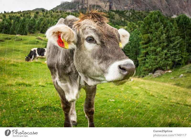 Muh Kuh Natur Sommer Wiese Feld Wald Hügel Felsen Berge u. Gebirge Tier Nutztier 2 Fressen Blick stehen Südtirol Alm Bergwiese Almwirtschaft grün grau Schnauze