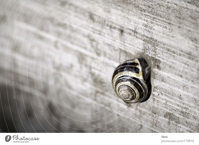 Zuhause Tier Schnecke Sicherheit Schutz Geborgenheit ruhig Zeitlupe Beton grau stagnierend zurückziehen Gehäuse Pause Einsamkeit Streifen Schneckenhaus Farbfoto