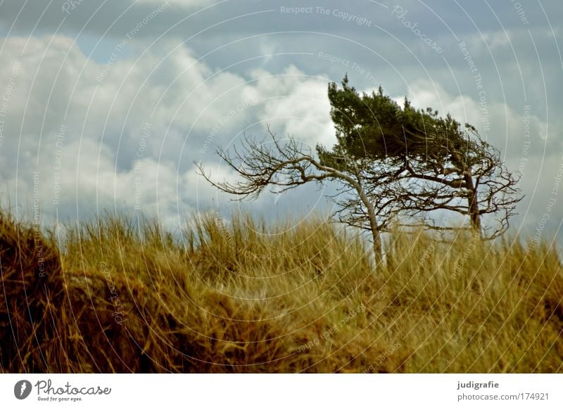 Weststrand Farbfoto Außenaufnahme Menschenleer Tag Umwelt Natur Landschaft Pflanze Himmel Wolken Klima Wind Baum Gras Küste Strand Ostsee Meer wild Kraft Darß