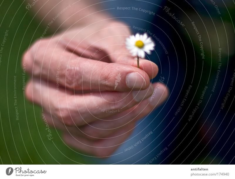 Kleine Geste Glück Mensch maskulin Mann Erwachsene Arme Hand Finger 1 Natur Blume Gänseblümchen Zeichen Freundlichkeit gut positiv schön blau gelb grün weiß