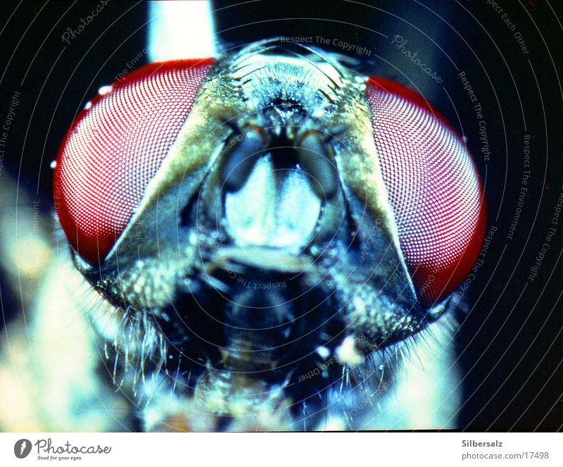 Fliegenportrait Insekt Fliegenauge Insektenaugen fliegen