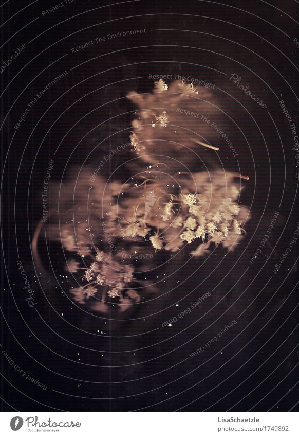 Vergänglich aber trotzdem schön... Krankheit Pflanze alt verblüht dehydrieren außergewöhnlich dunkel braun Gefühle Traurigkeit Sorge Trauer Tod Liebeskummer