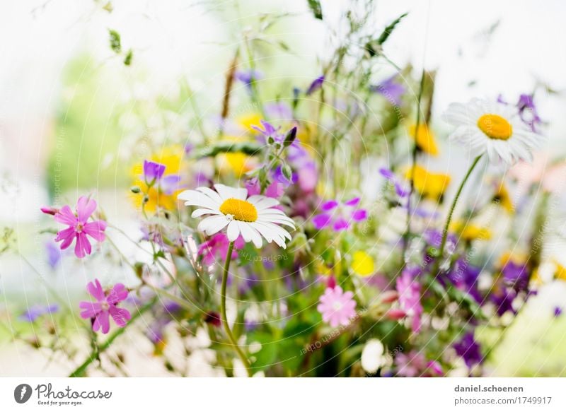 Tischdeko Sommer Pflanze Blume Gras Blatt Duft Freundlichkeit frisch hell mehrfarbig gelb grün violett rosa weiß Farbfoto Licht High Key Schwache Tiefenschärfe