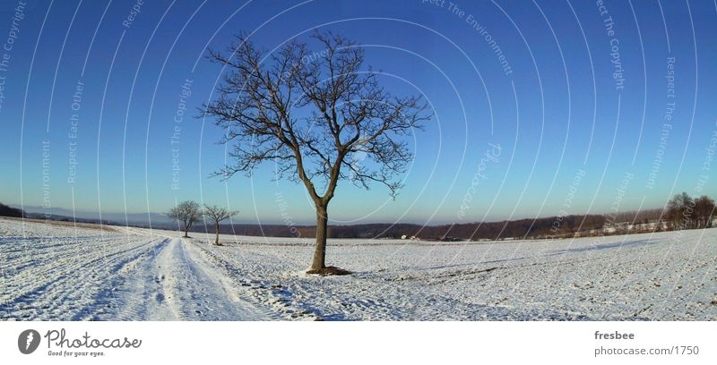 pano mit baum Baum Winter blau