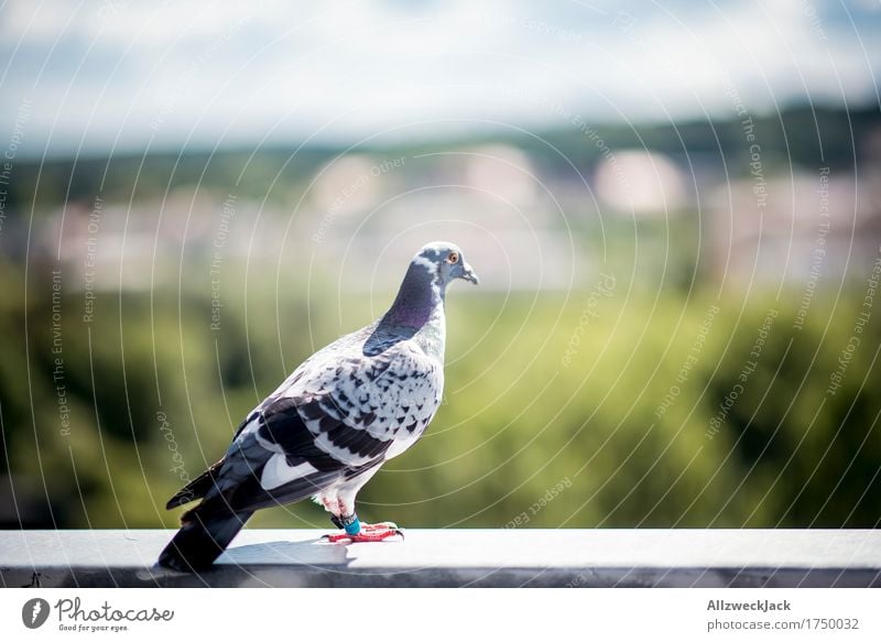 Observing my hood Tier Vogel Taube 1 beobachten genießen warten Brieftaube Farbfoto Außenaufnahme Nahaufnahme Menschenleer Tag Unschärfe Starke Tiefenschärfe