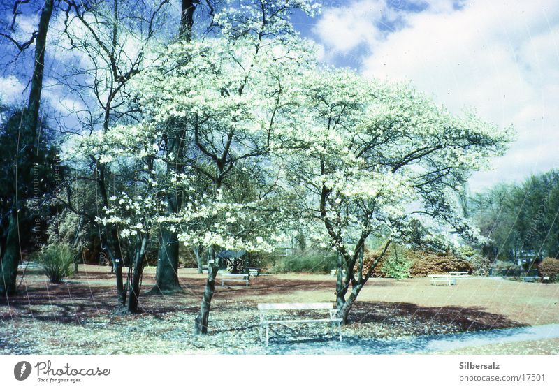 Frühling Sommer Blüte Blume Wald