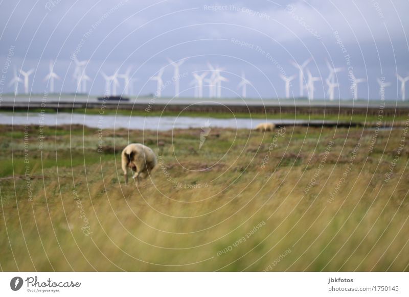 Wollhintern Lebensmittel Ernährung Umwelt Natur Landschaft Pflanze Tier Wasser Horizont Sommer Gras Küste Strand Nordsee Nutztier Schaf 2 einzigartig