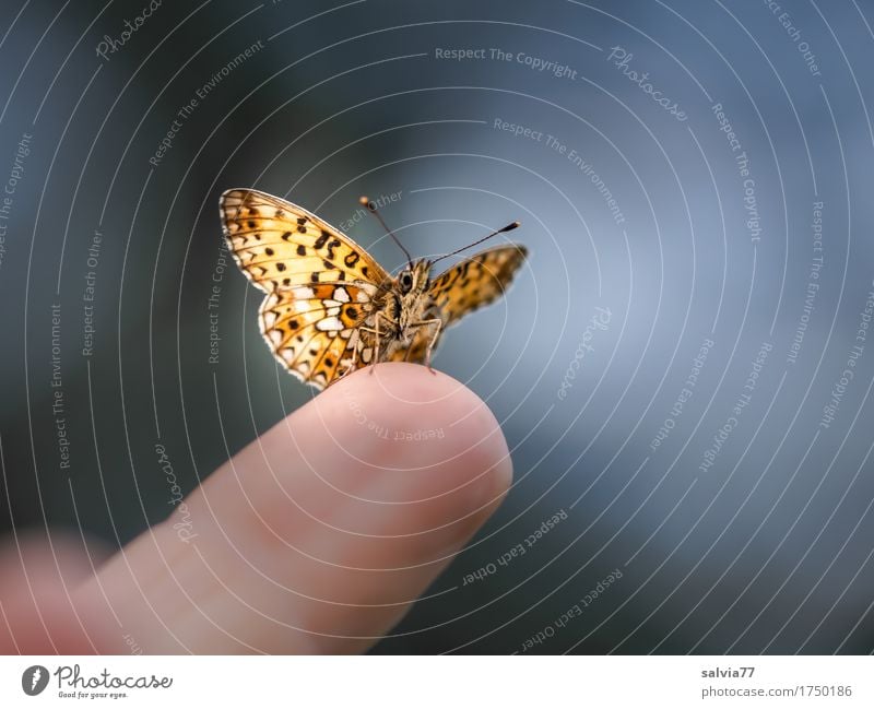 zutraulich Finger Natur Himmel Sommer Tier Schmetterling Flügel Insekt scheckenfalter 1 frech frei Neugier niedlich oben blau braun grau schwarz Leichtigkeit