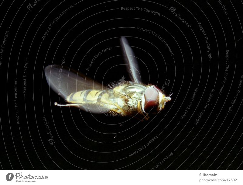 Schwebfliege im Flug Insekt fliegend Makroaufnahme Fluginsekt Luftverkehr im flug Flugaufnahme