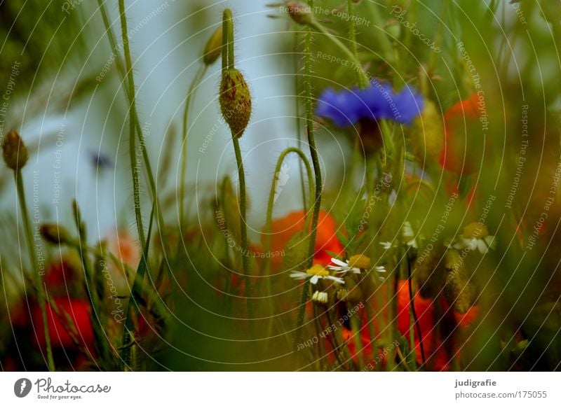 Wiese Farbfoto Außenaufnahme Tag Sommer Sommerurlaub Umwelt Natur Pflanze Blume Gras Wildpflanze Blühend Wachstum schön wild blau grün rot Duft Leben Kornblume