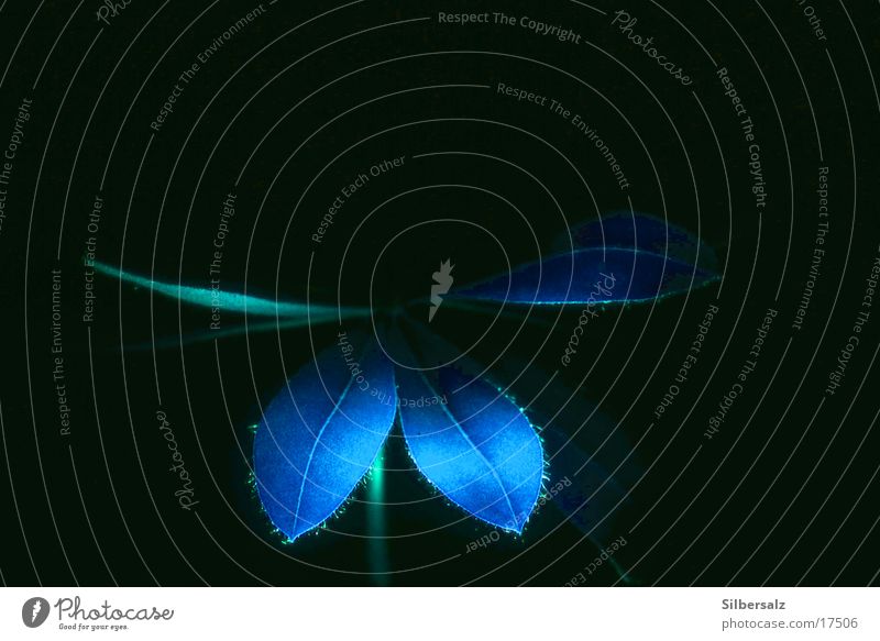 BlueLight Blatt Pflanze Makroaufnahme blau