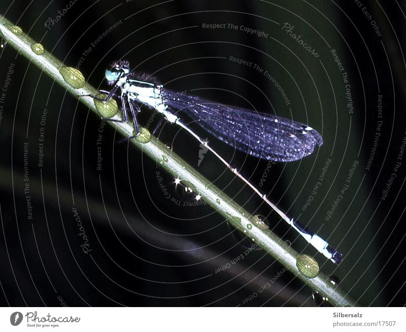 Libelle im Regen Wassertropfen Makroaufnahme