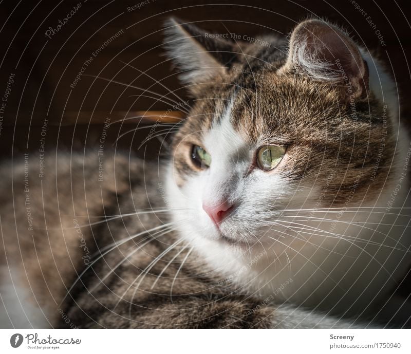 Mike Tier Haustier Katze 1 beobachten liegen Blick Gelassenheit ruhig Farbfoto Außenaufnahme Menschenleer Tag Licht Schatten Sonnenlicht Schwache Tiefenschärfe