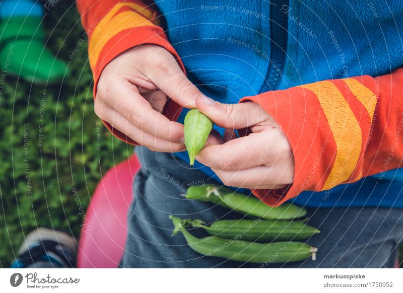 frische bio erbsen ernte Lebensmittel Gemüse Erbsen Erbsenschoten Ernährung Essen Picknick Bioprodukte Vegetarische Ernährung Diät Fasten Slowfood Freude Glück