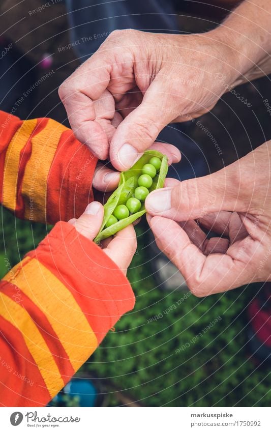 frische bio erbsen ernte Lebensmittel Gemüse Erbsen Erbsenschoten Ernährung Essen Picknick Bioprodukte Vegetarische Ernährung Diät Fasten Slowfood Fingerfood