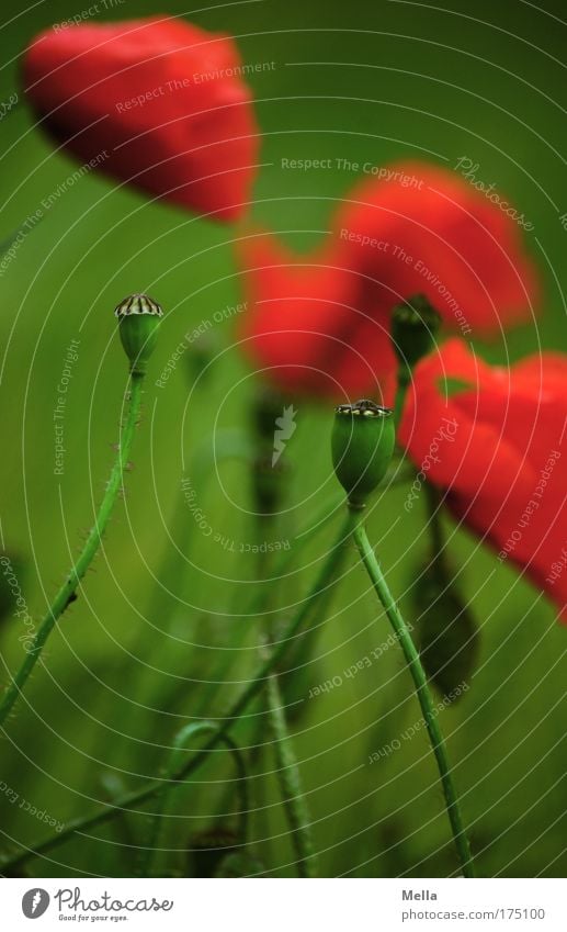 Vergänglich Farbfoto mehrfarbig Außenaufnahme Menschenleer Tag Zentralperspektive Umwelt Natur Pflanze Frühling Sommer Blume Blüte Wildpflanze Mohn Mohnblüte