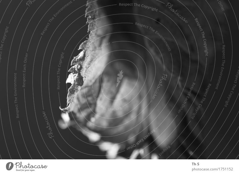 Blatt Natur Pflanze Herbst Bewegung Blühend verblüht ästhetisch authentisch einfach elegant kaputt natürlich grau schwarz Gelassenheit geduldig ruhig