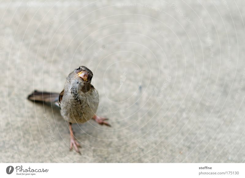 Dackelblick Gedeckte Farben Außenaufnahme Textfreiraum rechts Textfreiraum oben Textfreiraum unten Hintergrund neutral Tag Vogelperspektive Tierporträt