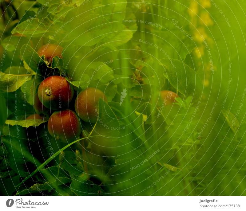 Im Garten Farbfoto Außenaufnahme Lebensmittel Frucht Apfel Natur Pflanze Baum Gras Wachstum Duft grün Romantik Idylle Apfelbaum Sommer Paradies