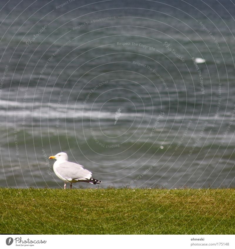 Möwe schottisch Gedeckte Farben Außenaufnahme Textfreiraum oben Textfreiraum Mitte Tierporträt Profil Wasser Wellen Küste Nordsee Vogel 1 hocken Blick grau grün