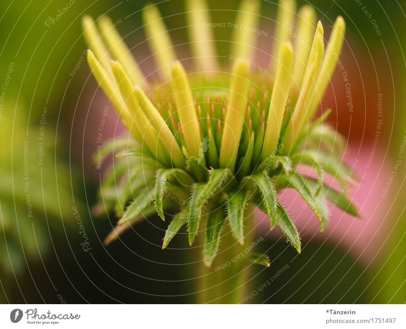 sommerblume Natur Pflanze Sommer Schönes Wetter Blüte ästhetisch Freundlichkeit Fröhlichkeit schön natürlich mehrfarbig Farbfoto Außenaufnahme Detailaufnahme