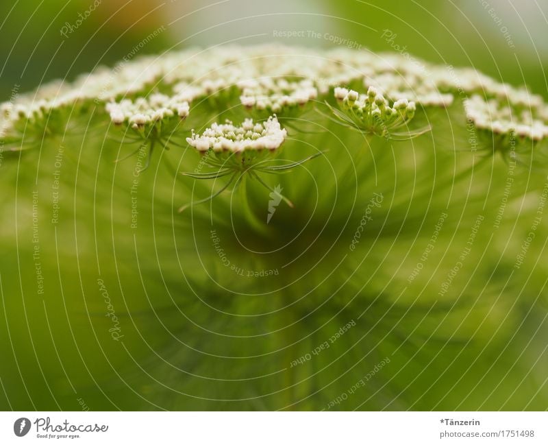 sommerblume Natur Pflanze Sommer Blüte ästhetisch Freundlichkeit Fröhlichkeit natürlich positiv schön grün weiß Farbfoto Gedeckte Farben Menschenleer Tag