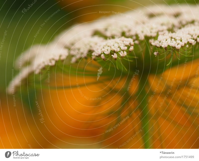 sommerblume Natur Pflanze Sommer Schönes Wetter Blüte ästhetisch natürlich positiv schön grün orange weiß Farbfoto mehrfarbig Außenaufnahme Detailaufnahme