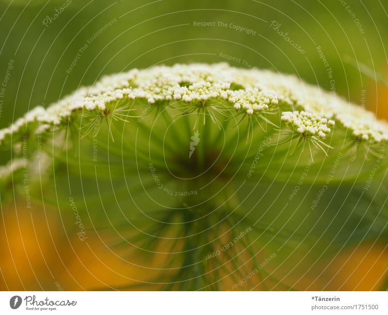 sommerblume Natur Pflanze Sommer Schönes Wetter Blüte Grünpflanze ästhetisch natürlich schön grün orange weiß Fröhlichkeit Farbfoto mehrfarbig Außenaufnahme