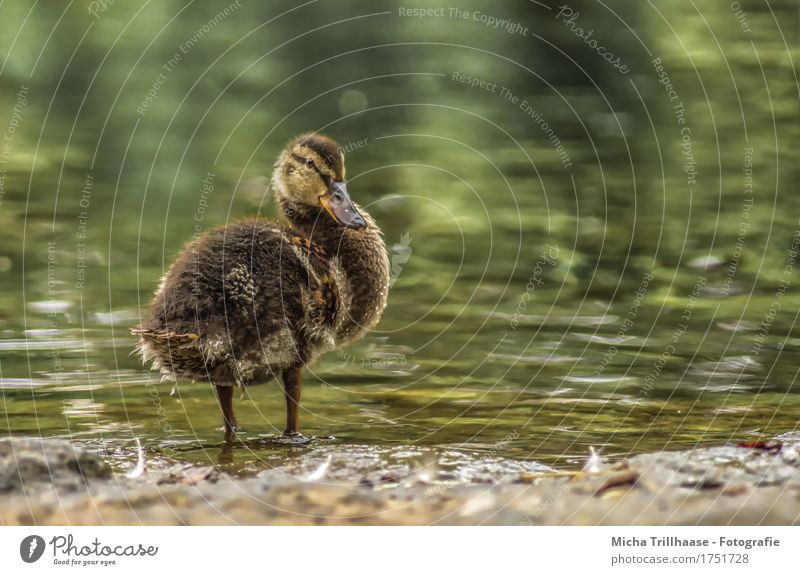 Entenküken am See Sonne Natur Tier Wasser Sonnenlicht Schönes Wetter Seeufer Teich Wildtier Vogel Tiergesicht Flügel Küken 1 Schwimmen & Baden Blick nah nass